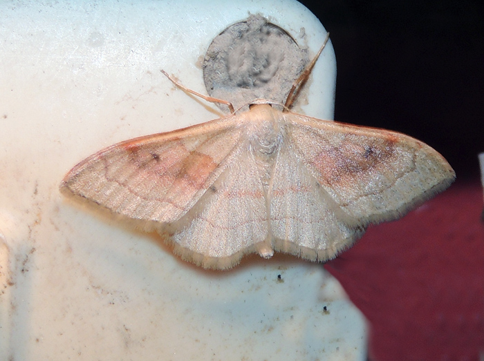 Idaea rubraria Geometridae